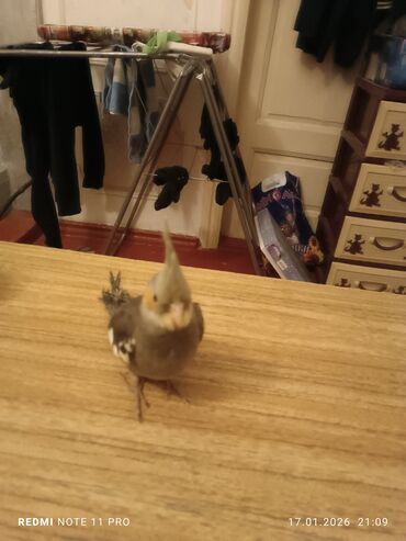 Tutuquşları: Bir dənə 2 ay 2 günlük korela balası Dişiyə oxşayır Sağlamdır öz — 6