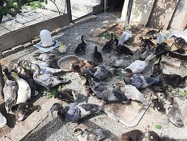 gence quşlar: Kanada sortu meşə ördəklərinin balaları satılır. 2 günlik 5 manat. 7 — 4