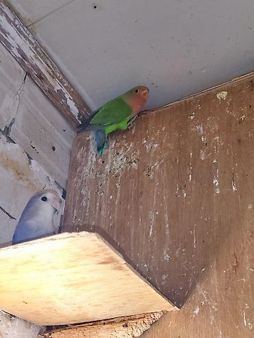 Tutuquşları: Sevgi quşları (lovebird) – bir neçə fərqli rəng mutasiyası ilə — 4