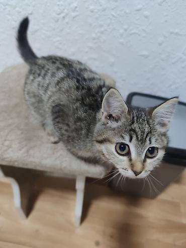 кошка белая: Котенок в хорошие руки отдаю потому что водворе собака Пит и он ее — 1