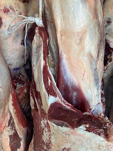 Куплю с/х животных: Куплю скот на мясо и вынужденный забой в колбасный цех!!! — 4