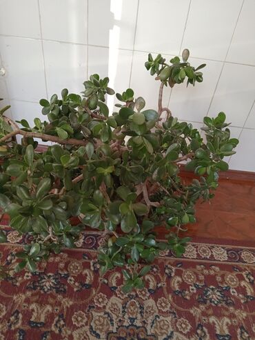 ножницы для сада: Денежное дерево очень красивое