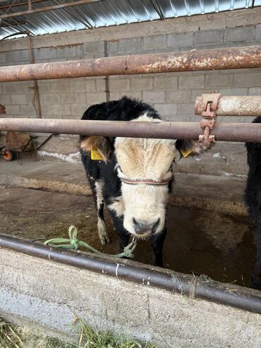 Коровы, быки: Продаю | Музоо, торпок | На откорм | Привязанные — 13