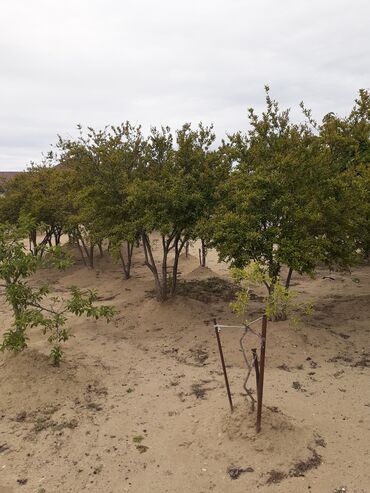 Həyət evləri və villaların satışı: 3 otaqlı, 90 kv. m, Kredit yoxdur, Təmirsiz -da lalafo.az — 24 Həyət evləri və villaların satışı: 3 otaqlı, 90 kv. m, Kredit yoxdur, Təmirsiz — 24