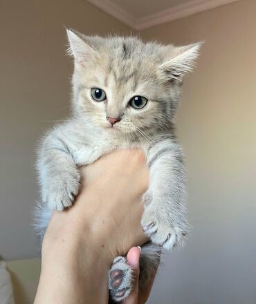 Pişiklər: Şinşilla, Erkək, Yaxşı əllərə -da lalafo.az — 7 Pişiklər: Şinşilla, Erkək, Yaxşı əllərə — 7