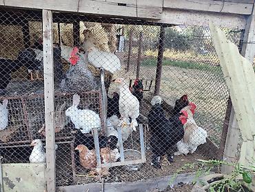 продаю птиц: Продаю | Куры | Брама | Для разведения — 3