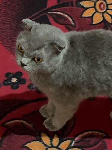 Кошки: Шотландская, Самка, В добрые руки, Самовывоз — 3