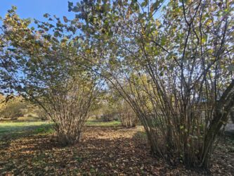 Şlanqlar: Qəbələ Rayon Mirzəbəyli kədi Oğuz qax şəki yolnun yanı 14 soot kupcalı — 4