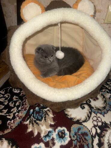 Pişiklər: Şotland, Dişi, Yaxşı əllərə — 6