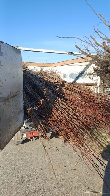 Tinglər: Təmiz və sağlam tingler isteyirsinizse bzmle əlaqə saxlaya blərsniz -da lalafo.az — 11 Tinglər: Təmiz və sağlam tingler isteyirsinizse bzmle əlaqə saxlaya blərsniz — 11