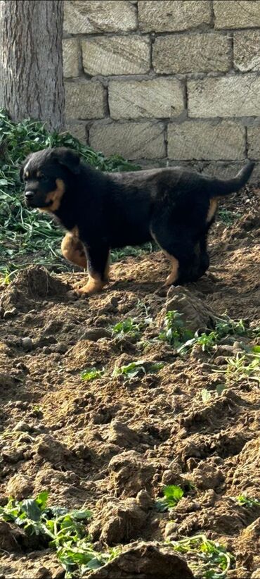 i̇tlər: Rotveyler, 1 ay, Erkek