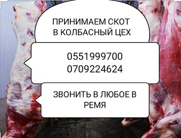купить айфон х бу in Кыргызстан | APPLE IPHONE: Куплю | Коровы, быки, Лошади, кони, Другие с/х животные | Круглосуточно, Любое состояние, Забитый