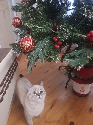 Pişiklər: Britan — 6