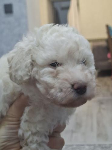 İtlər: Pudel, Dişi — 8