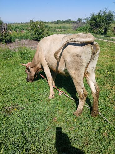 галиштин корова: Продаю | Корова (самка) | Для разведения, Для молока | После отела