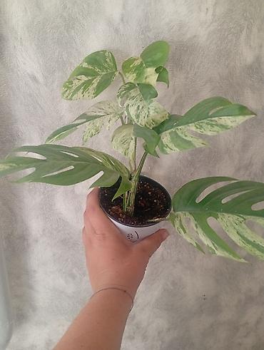 большой фикус: Продажа — 3