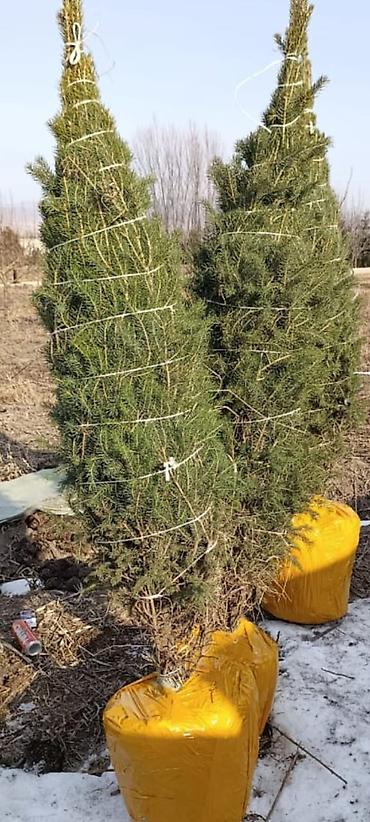 Другие товары для дома и сада: Голубой ель. Тянь-шаньский ель.береза,Пихта,Сосна, сатылат — 4