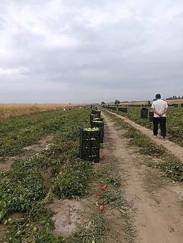 Овощи: Помидоры Сливки, Оптом — 1