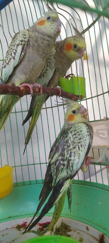 ağ pişik balası: Korella balaları 3 aylıq