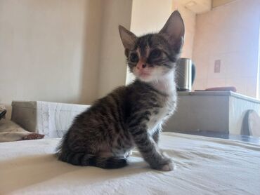 Pişiklər: Tabbi, Yaxşı əllərə — 7