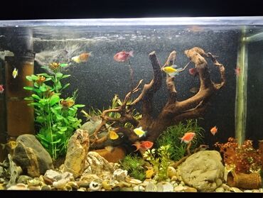 собака бу купить: Dördbucaq akvarium, Balıqlarla birlikdə, 120 l, Ödənişli çatdırılma