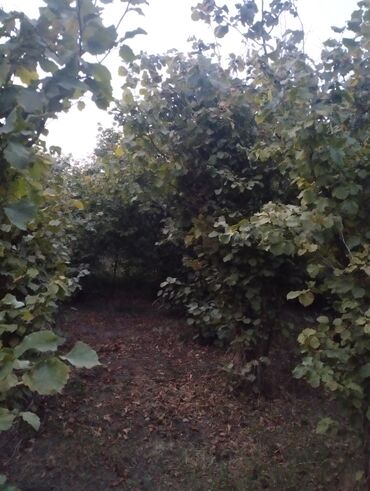 Ağaclar: Fındıq bağçası – intensiv əkilili, səliqəli cərgələr vatsa əlaqə — 9