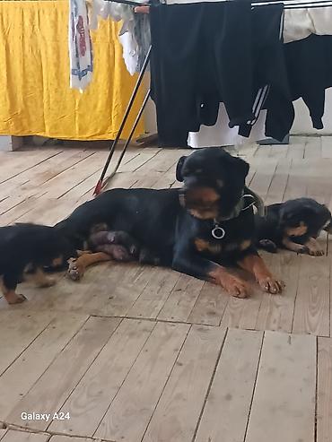 İtlər: Rotveyler, Peyvəndli — 13