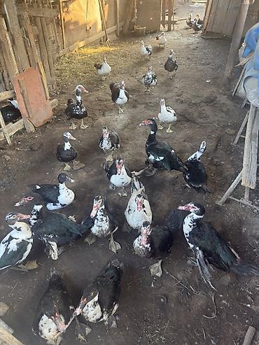 bulbul qusu satisi: 1 KQ - 12 azn lal ördəklər istəyən olsa zəng etsin salyan rayonunda — 2