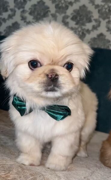 zvanok itler etibarlı əllərə veriril: Pekines, 2 ay, Dişi, Peyvəndli, Ünvandan götürmə