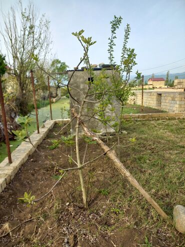 Torpaq sahələrinin satışı: Tikinti — 10