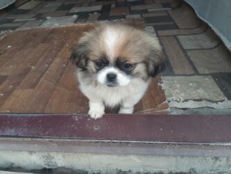 İtlər: Pekines, 1 ay, Dişi, Ödənişli çatdırılma — 16