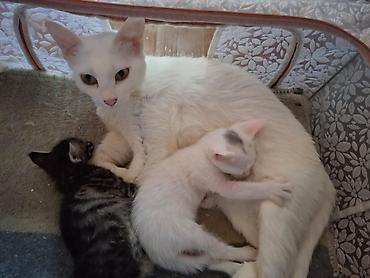 Кошки: В добрые руки — 2
