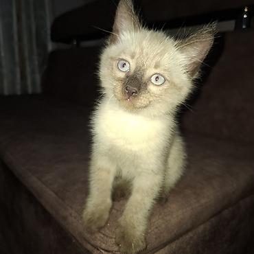 кошки сиамская: Кошка даром: Сиамская, 2 месяца, Мальчик — 2