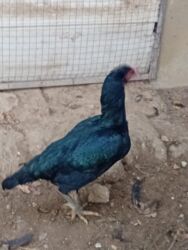 Toyuqlar: Heyratı toyuq satılır bir ədədi 60 manatdır tam sağlamdır türk sortudu -da lalafo.az — 11 Toyuqlar: Heyratı toyuq satılır bir ədədi 60 manatdır tam sağlamdır türk sortudu — 11