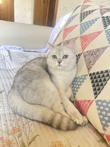 британская короткошерстная кошка золотая шиншилла: Продаю 
шотландская прямоухая