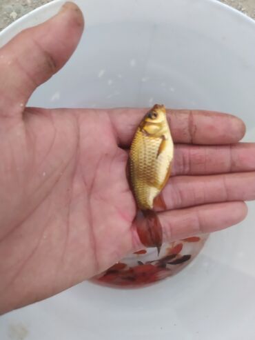 Balıqlar: Qızıl balıq, Sülhsevər, Ünvandan götürmə — 2