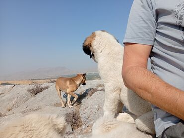 овчарка дик: Щенки крупной пастушьей породы (тип алабай/среднеазиатская овчарка)