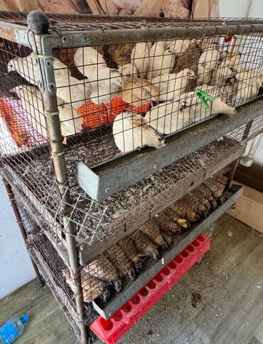 Товары и оборудование для с/х животных: Продается клетка для перепел at lalafo.kg — 2 Товары и оборудование для с/х животных: Продается клетка для перепел — 2