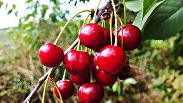 кант кызылча урук: Көчөттөр : Алча, Өзү алып кетүү