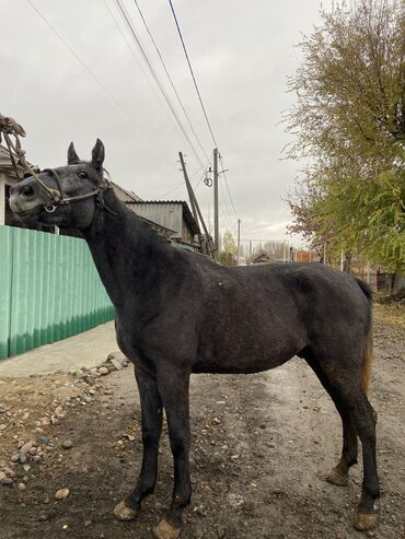 Другие животные: 2-ЖАШ КУНАН САТЫЛАТ 
Цена:180мин
Бою:1.58