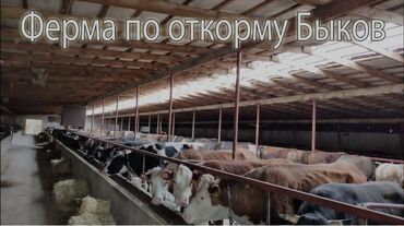 оборудование для кафе бу: Мал бордоп баканга узбек малчы керек, айлык келишимдуу, жумуш жыл