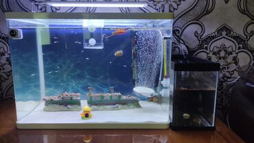 filter akvarium: Вместе с рыбами, 60 л, Самовывоз