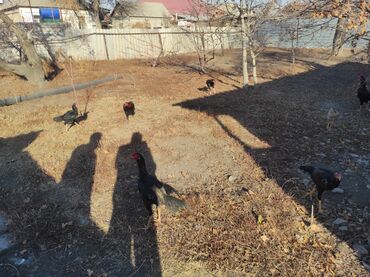 Куры, петухи: Продаю | Петух | Дакан, Бойцовая | Для разведения, Для боев — 15