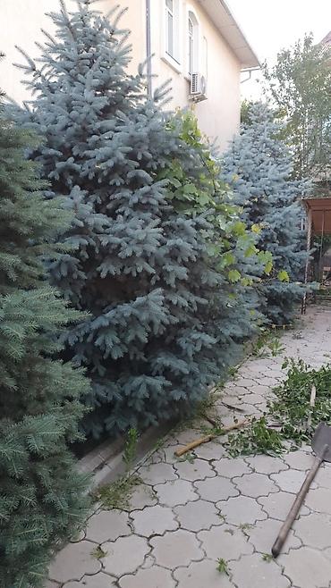 Продажа коттеджей и домов: Продается два 2 этажных особняка. р-н мкр.Джал, по — 5