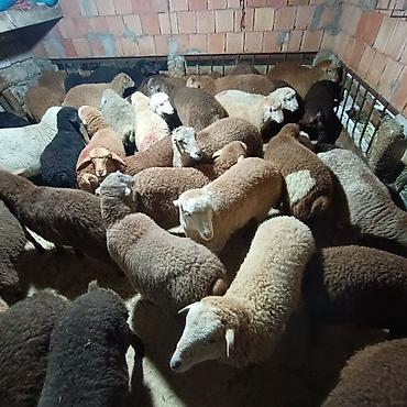 Quzu: Salam aleyküm dişi quzlar205 mantda kom 14 quzdu dişller. erkey — 17