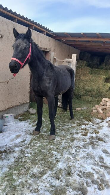 Лошади, кони: Продаю | Жеребец | Рабочий — 4