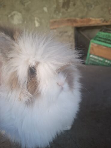 Dovşanlar: Uzun tüklü dekorativ dovşan - Növ: dekorativ, uzun tüklü (aslanbaş — 7