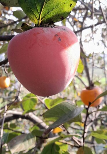 Чай, кофе, напитки: Salam Xurma var kilaqram 1 az isdiyen elaqe saxlasin