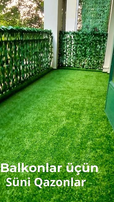 mürəbbə qiymətləri: 🌿 Hər fəsildə yaşıl görünən məkanlar üçün ideal seçim! Süni — 5
