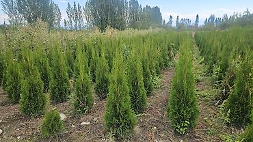 Туя: Туя западная Смарагд — плотные конические саженцы для живых изгородей — 29
